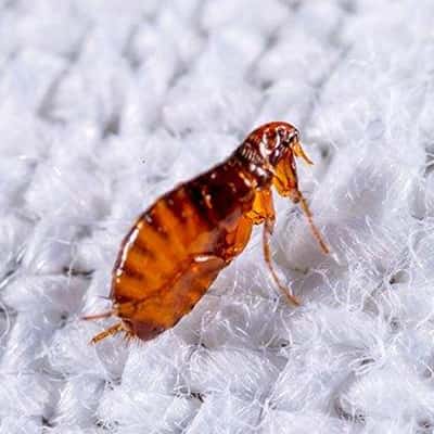 Flea Control
