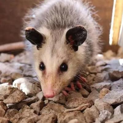 Possum Removal