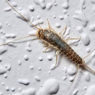 Silverfish Control